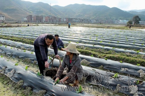 濟(jì)村鄉(xiāng)：黨員干部與650余戶煙農(nóng)駐點(diǎn)對(duì)接