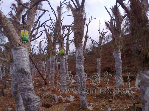 寧化建成全國最大的陽光山礬苗木繁育基地