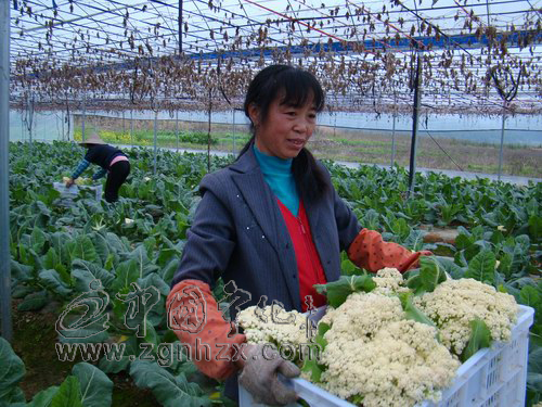 臺灣花菜新品種落戶寧化伍家坊