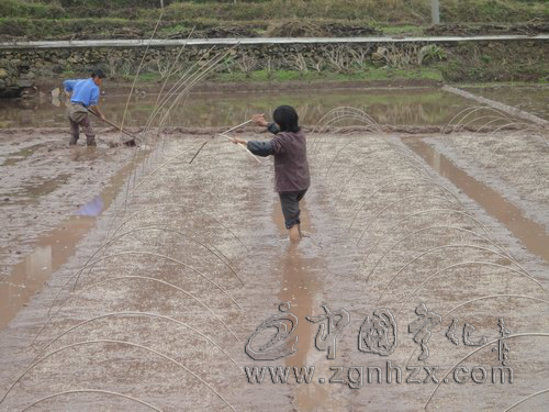 淮土鄉3100畝再生稻忙播種