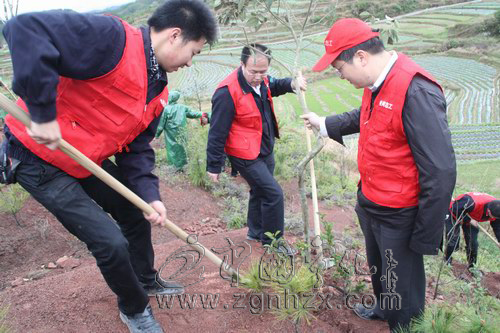 三明供電系統員工寧化石壁植香樟樹