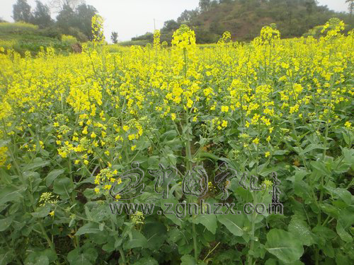 淮土鄉(xiāng)4500畝油菜花開(kāi)