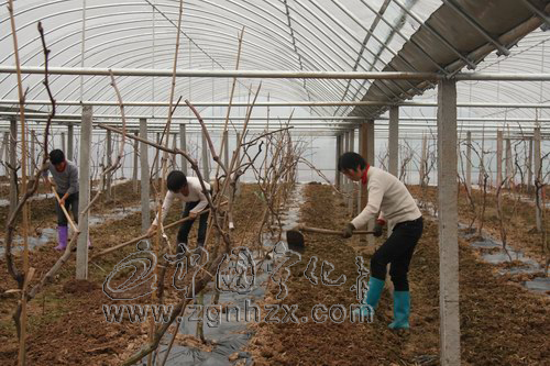 寧化：農業重點項目建設“快馬加鞭”