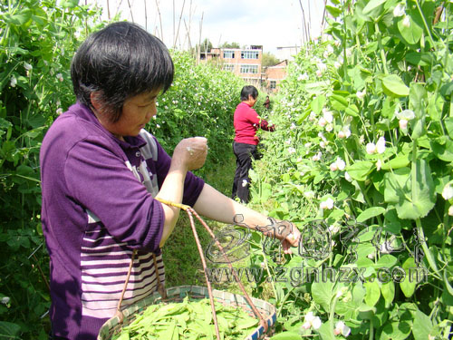寧化荷蘭豆直銷廈門超市