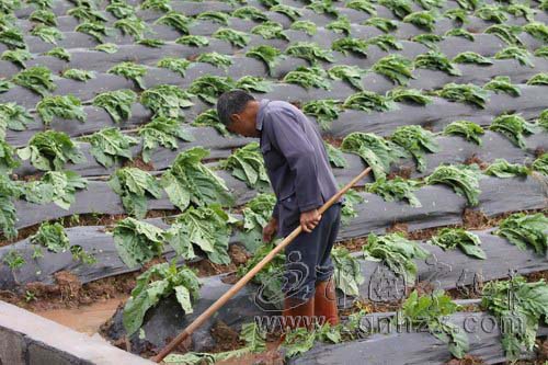 寧化2萬多畝煙葉遭遇雹災(zāi)受損嚴重