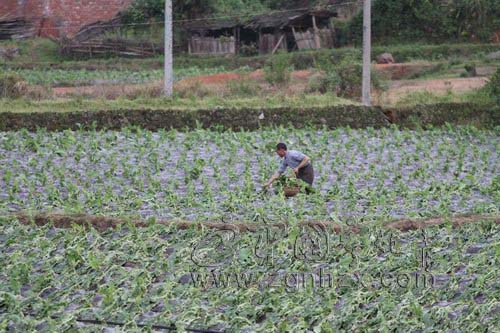 寧化遭受罕見冰雹大風襲擊受災嚴重