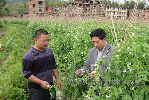 寧化：“農技高參”指導農民抗災自救