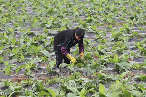 寧化災區煙葉實現恢復性生產