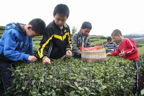 學生周末實踐的好項目——采茶