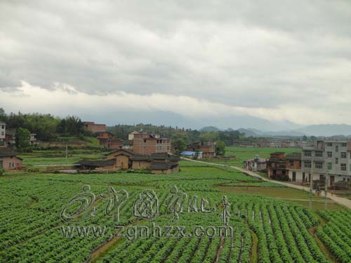 禾坑村：每人一元錢  村莊換新顏