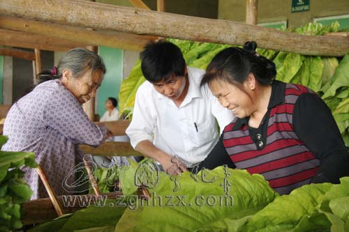寧化：手把手面對面 烘烤指導進烤房