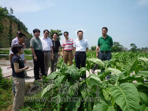 福建中煙調研組來寧考察煙葉生產