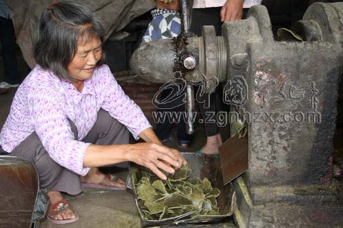 孫坑村：小小油菜籽成增收“金元寶”