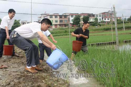 河龍貢米：新品種篩選嘗試“稻萍魚”模式
