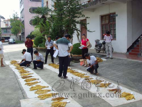 寧化錄用131名預檢員備戰煙葉收購