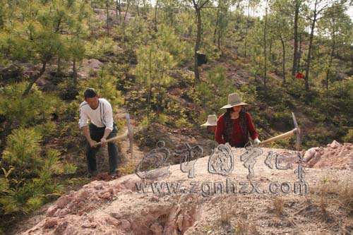 寧化：紅土地上的綠色變奏