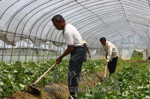 寧化：引種地瓜新品種