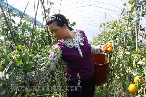 寧化：二女戶喜收“致富果”