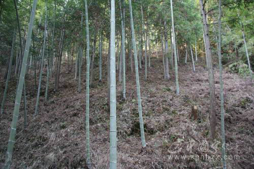 寧化被列入省現代竹業生產發展資金項目縣