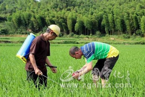 濟村：農技人員為2.5萬畝水稻防蟲防病