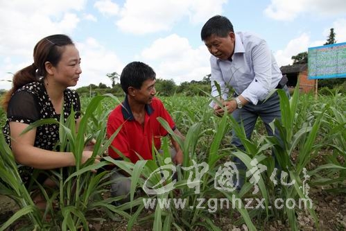 淮土鄉農技干部冒高溫田頭送技術
