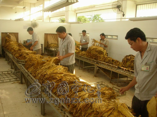 寧化: 20天收購煙葉超10萬擔