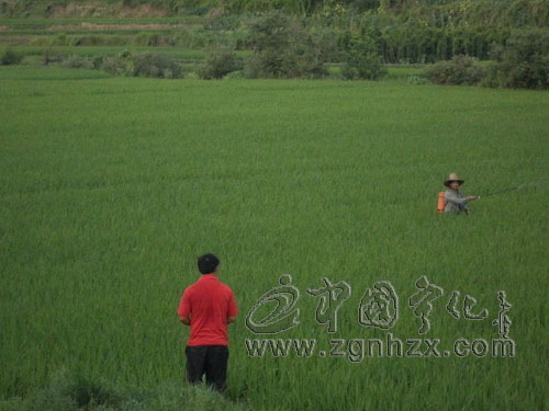 曹坊鄉：農技人員深入田間“問診把脈”