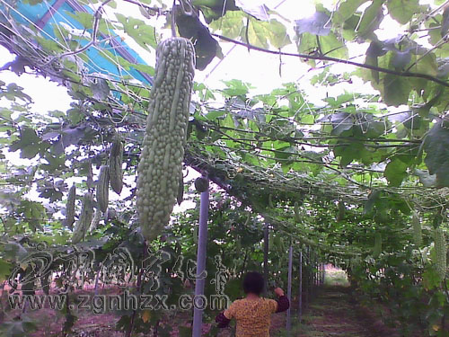 寧化引種臺灣苦瓜喜獲豐收