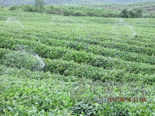 湖村鎮：噴灌工程為茶果園“解渴”