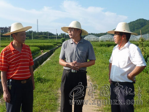 市農科所專家來寧指導河龍貢米品種篩選工作