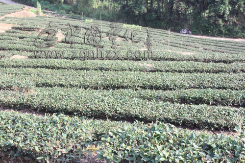 寧化茶葉協(xié)會獲省科普惠農興村表彰