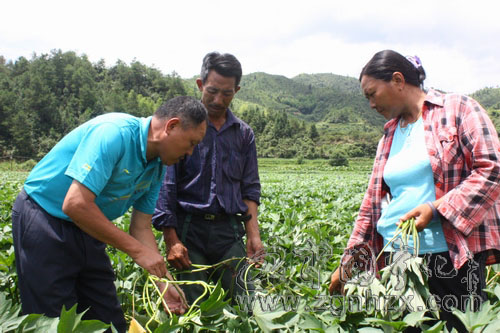 安遠鄉(xiāng)：農技人員“支招”防蟲害