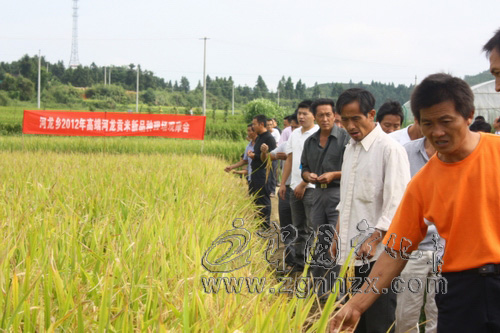 明年水稻種啥種 田間對比來確定