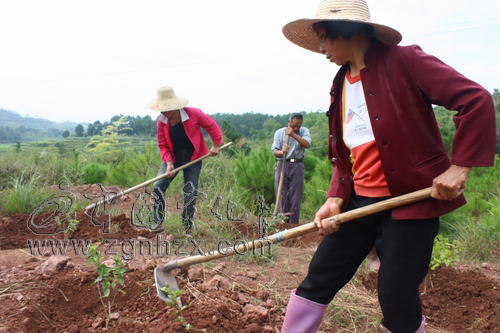寧化嘗試種植中藥材治理水土流失