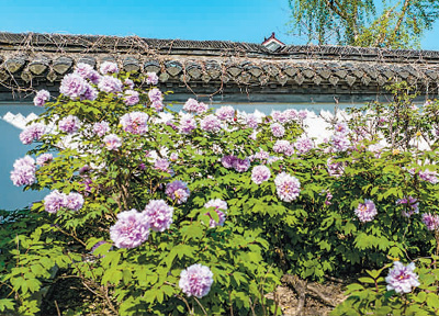 【網絡中國節?谷雨】谷雨：雨生百谷 牡丹花開（解碼二十四節氣）