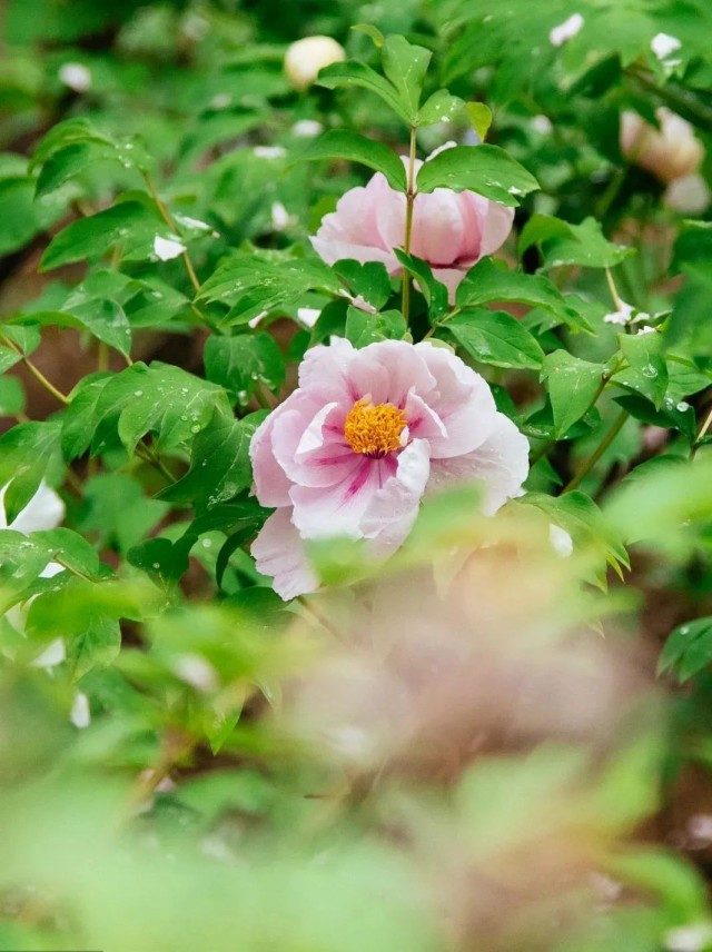 【網絡中國節·谷雨】今日谷雨，愿你也如這春日萬物，朝氣蓬勃，充滿希望