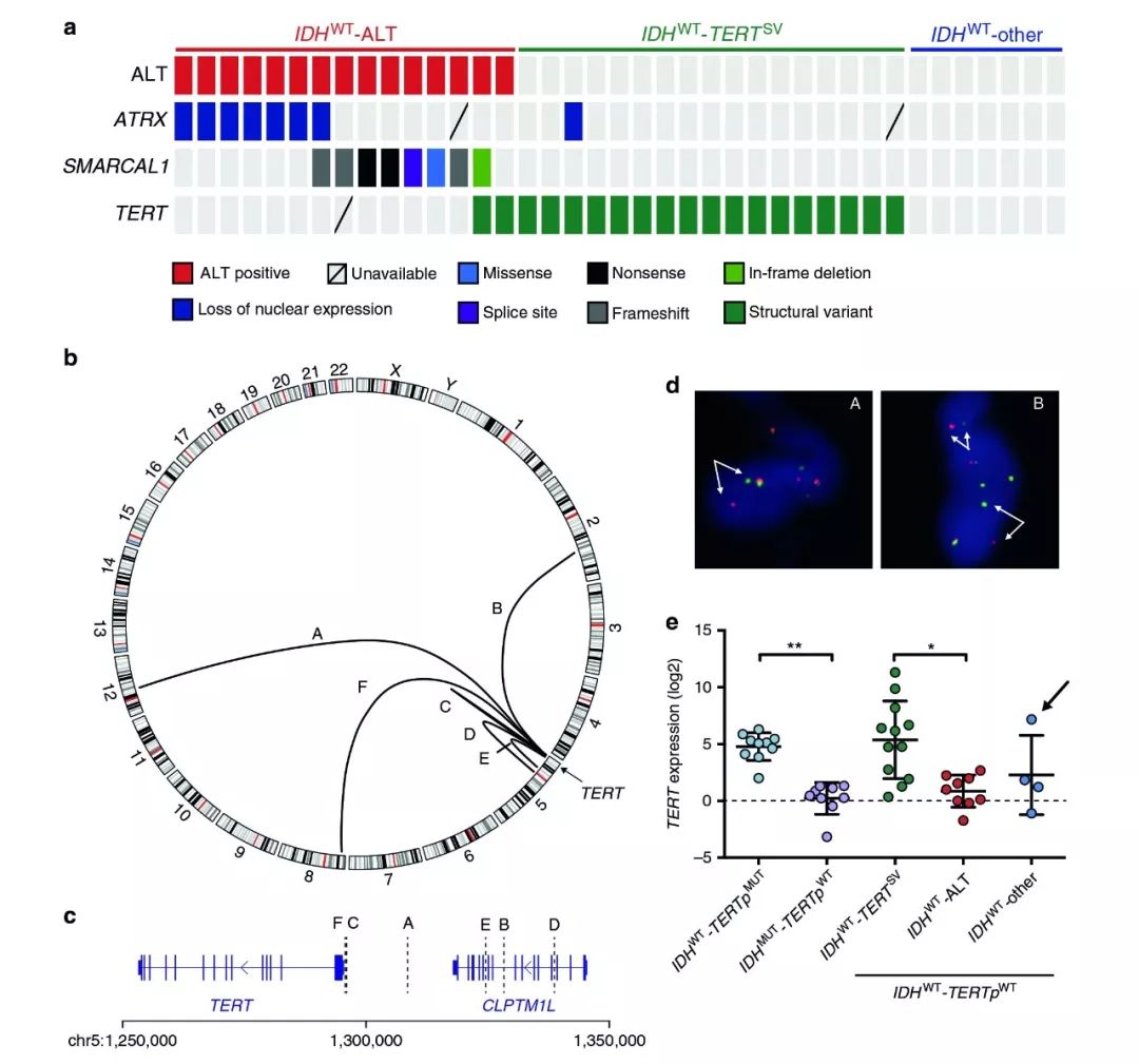 泛生子團隊成功繪制惡性腦腫瘤基因圖譜 