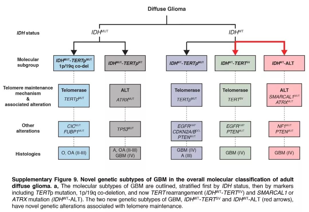 泛生子團隊成功繪制惡性腦腫瘤基因圖譜 