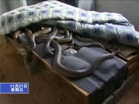 我縣“農(nóng)”字號企業(yè)枝繁葉茂