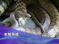 關注翠城：藝高膽大  蛇身上找寶藏