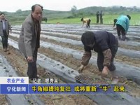 牛角椒提純復壯  或?qū)⒅匦隆芭！逼饋? width=