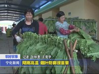 陰雨高溫  煙葉防病很重要