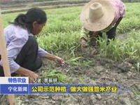 公司示范種植  做大做強薏米產業