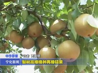 梨樹高接換種再結碩果