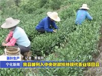 我縣被列入中央財政扶持現代茶業項目縣