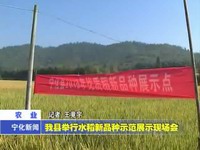 我縣舉行水稻新品種示范展示現場會