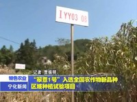 “翠薏1號”入選全國農(nóng)作物新品種區(qū)域種植試驗(yàn)項(xiàng)目