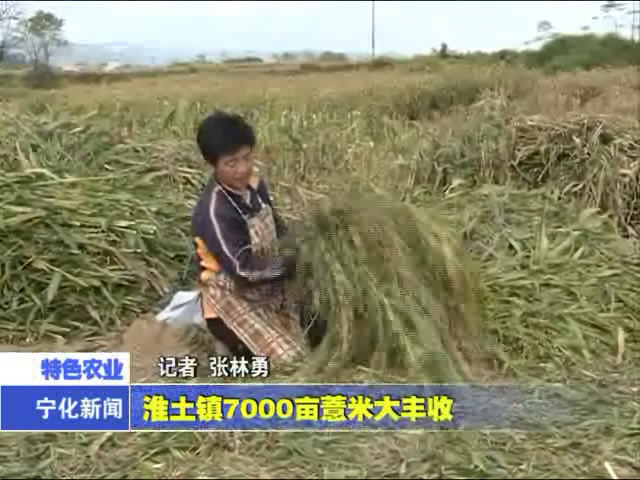淮土鎮(zhèn)7000畝薏米大豐收