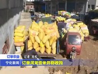 訂單河龍貢米開秤收購