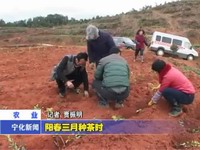 陽(yáng)春三月種茶時(shí)